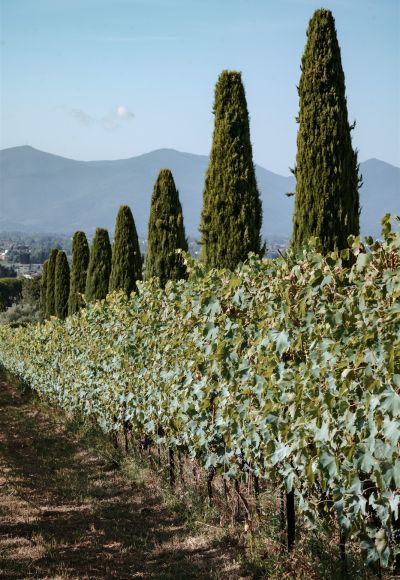 Vigneto toscano